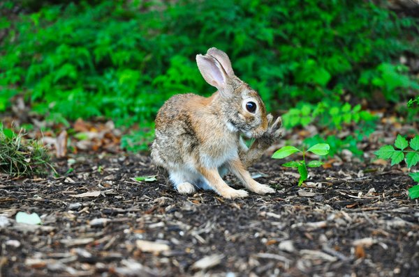 What Are the Best Strategies for Socializing a Newly Adopted Rabbit?